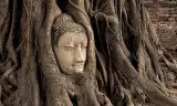 Le Duc - Greed, Hatred and Delusion:  The Buddhist Diagnosis of the Root Cause of the Ecological Crisis